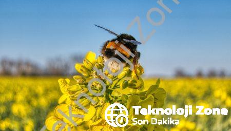 İçerik Başlığı: 50 tane atasözü