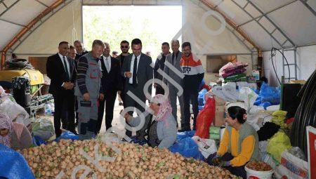 Dinar’da ceviz hasadı yüksek rekolteyle başladı