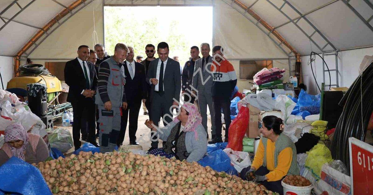 "Dinar’da ceviz hasadı yüksek rekolteyle başladı" başlıklı haber için fotorealistik, profesyonel bir