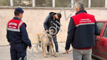 Afyonkarahisar’da Dron Destekli Köpek Dövüşü Operasyonu: 12 Gözaltı
