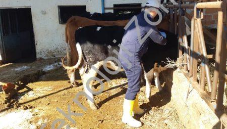 Aydın’da Şap Hastalığı Alarmı: Aşılama Seferberliği Başlatıldı