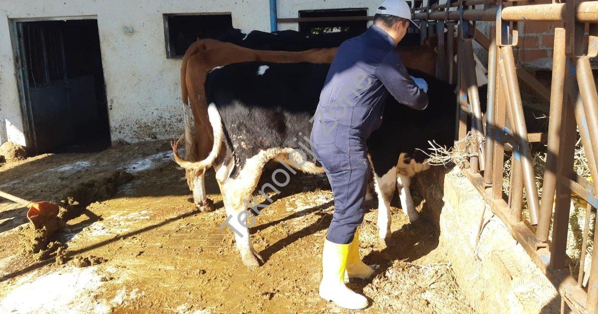 "Aydın'da Şap Hastalığı Alarmı: Aşılama Seferberliği Başlatıldı" başlıklı haber için fotorealistik,