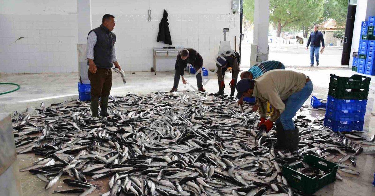 "Muğla'dan 10 Ayda 618 Milyon Dolarlık Balık İhracatı Başarısı" başlıklı haber için fotorealistik, p