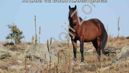 Kumalar Dağı’nda Büyüleyen Manzara: Yılkı Atları ve Bulutların Dansı