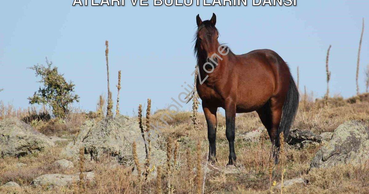 "Kumalar Dağı'nda Büyüleyen Manzara: Yılkı Atları ve Bulutların Dansı" başlıklı haber için fotoreali