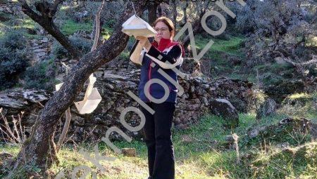 Söke’de Tarımsal Alarm: Akdeniz Meyve Sineği Tehdidi Büyüyor