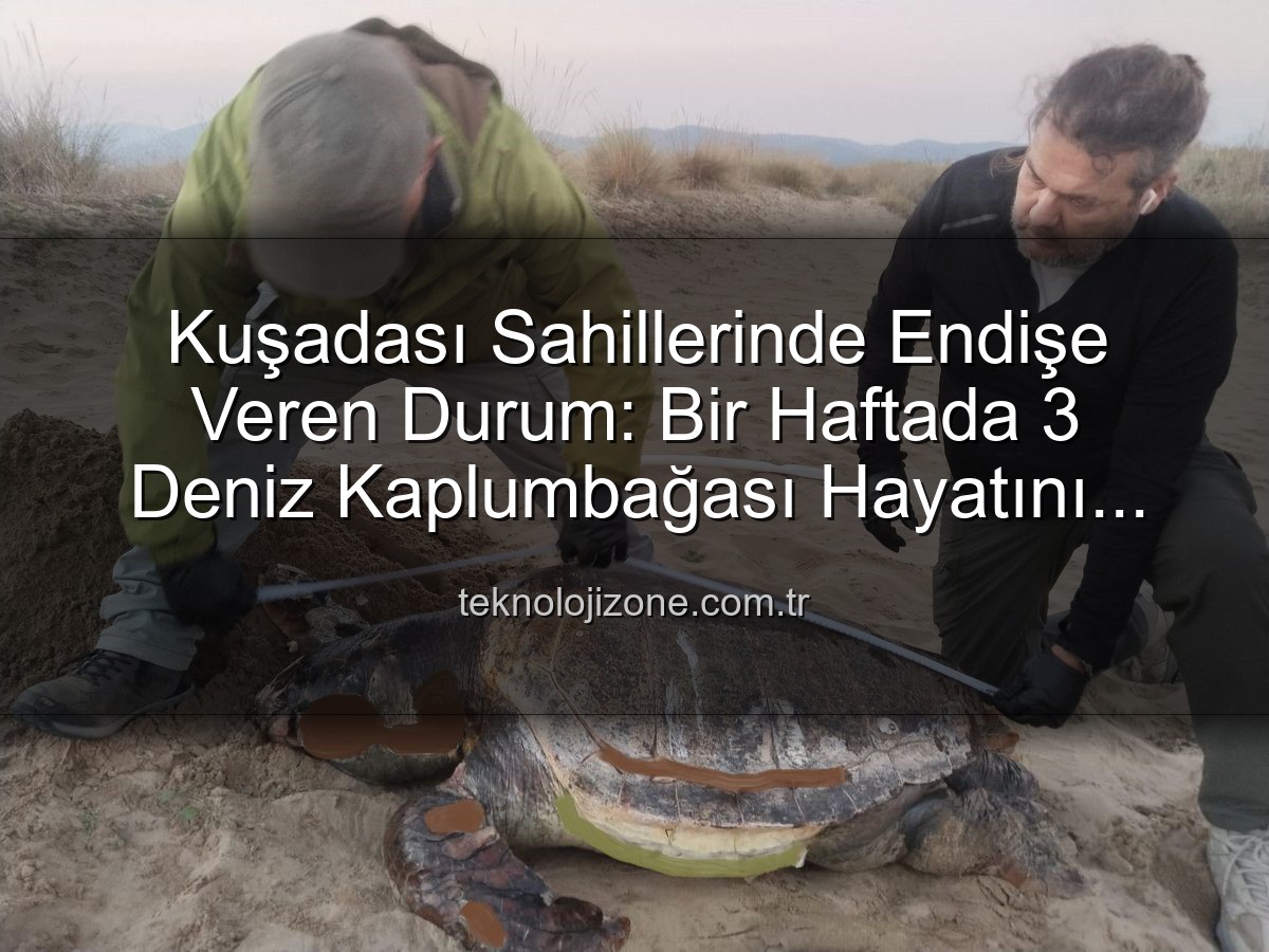 deniz kaplumbağası ölümü - Kuşadası Sahillerinde Endişe Veren Durum: Bir Haftada 3 Deniz Kaplumbağası Hayatını Kaybetti