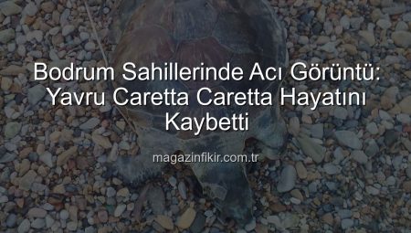 Bodrum Sahillerinde Acı Görüntü: Yavru Caretta Caretta Ölü Bulundu