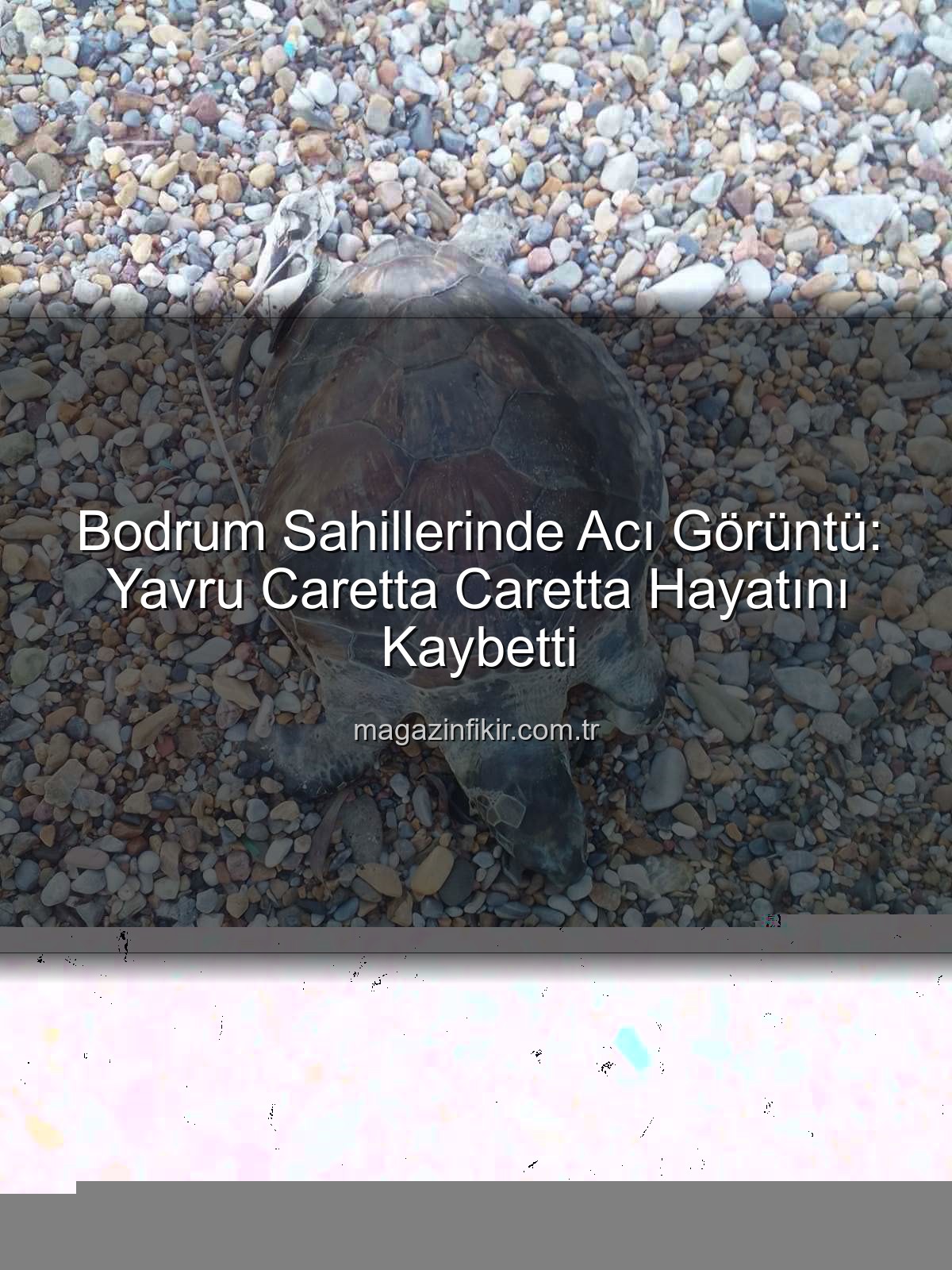 caretta caretta - Bodrum Sahillerinde Acı Görüntü: Yavru Caretta Caretta Ölü Bulundu