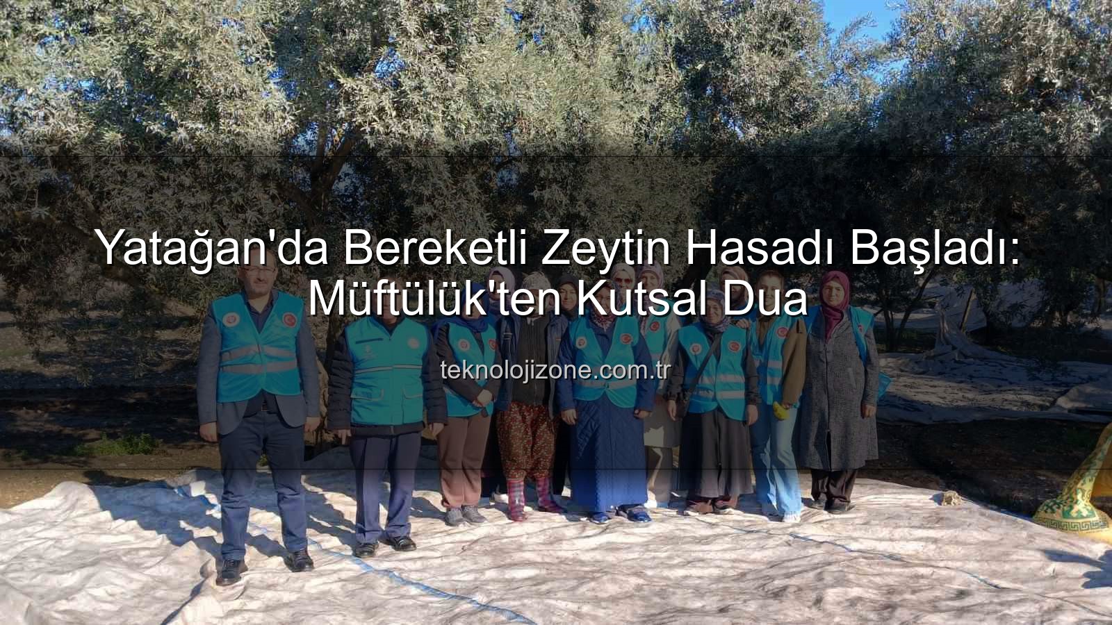 Yatağan zeytin hasadı - Yatağan'da Bereketli Zeytin Hasadı Başladı: Müftülük'ten Kutsal Dua