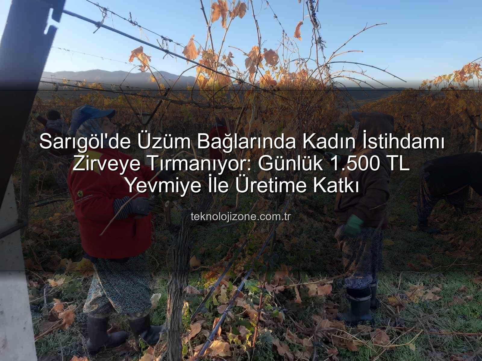 kadın istihdamı - Sarıgöl'de Üzüm Bağlarında Kadın İstihdamı Zirveye Tırmanıyor: Günlük 1.500 TL Yevmiye İle Üretime Katkı