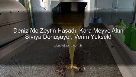 Denizli’de Zeytin Hasadı: Kara Meyve Altın Sıvıya Dönüşüyor, Verim Yüksek!