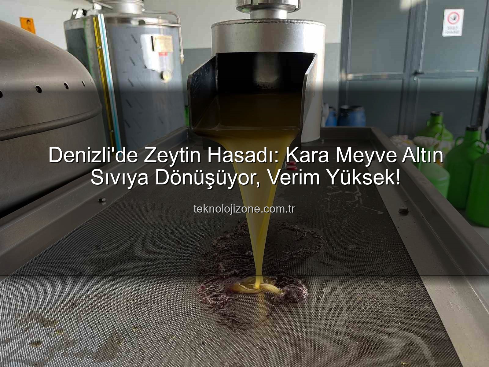 zeytin yağı üretimi - Denizli'de Zeytin Hasadı: Kara Meyve Altın Sıvıya Dönüşüyor, Verim Yüksek!