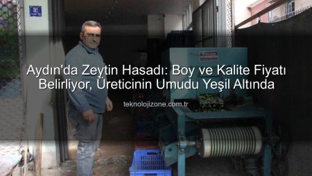 Aydın’da Zeytin Hasadı: Boy ve Kalite Fiyatı Belirliyor, Üreticinin Umudu Yeşil Altında