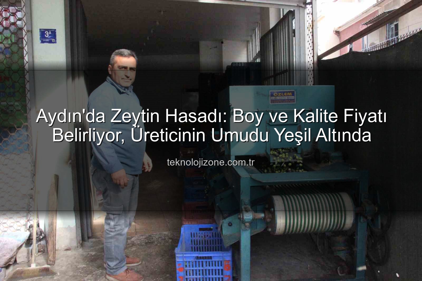 zeytin hasadı - Aydın'da Zeytin Hasadı: Boy ve Kalite Fiyatı Belirliyor, Üreticinin Umudu Yeşil Altında