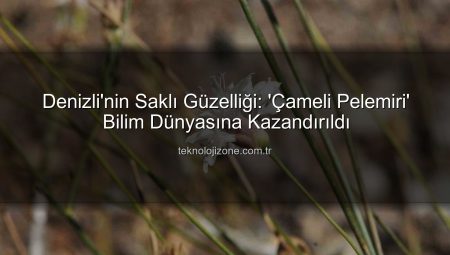 Denizli’nin Saklı Güzelliği: ‘Çameli Pelemiri’ Bilim Dünyasına Kazandırıldı