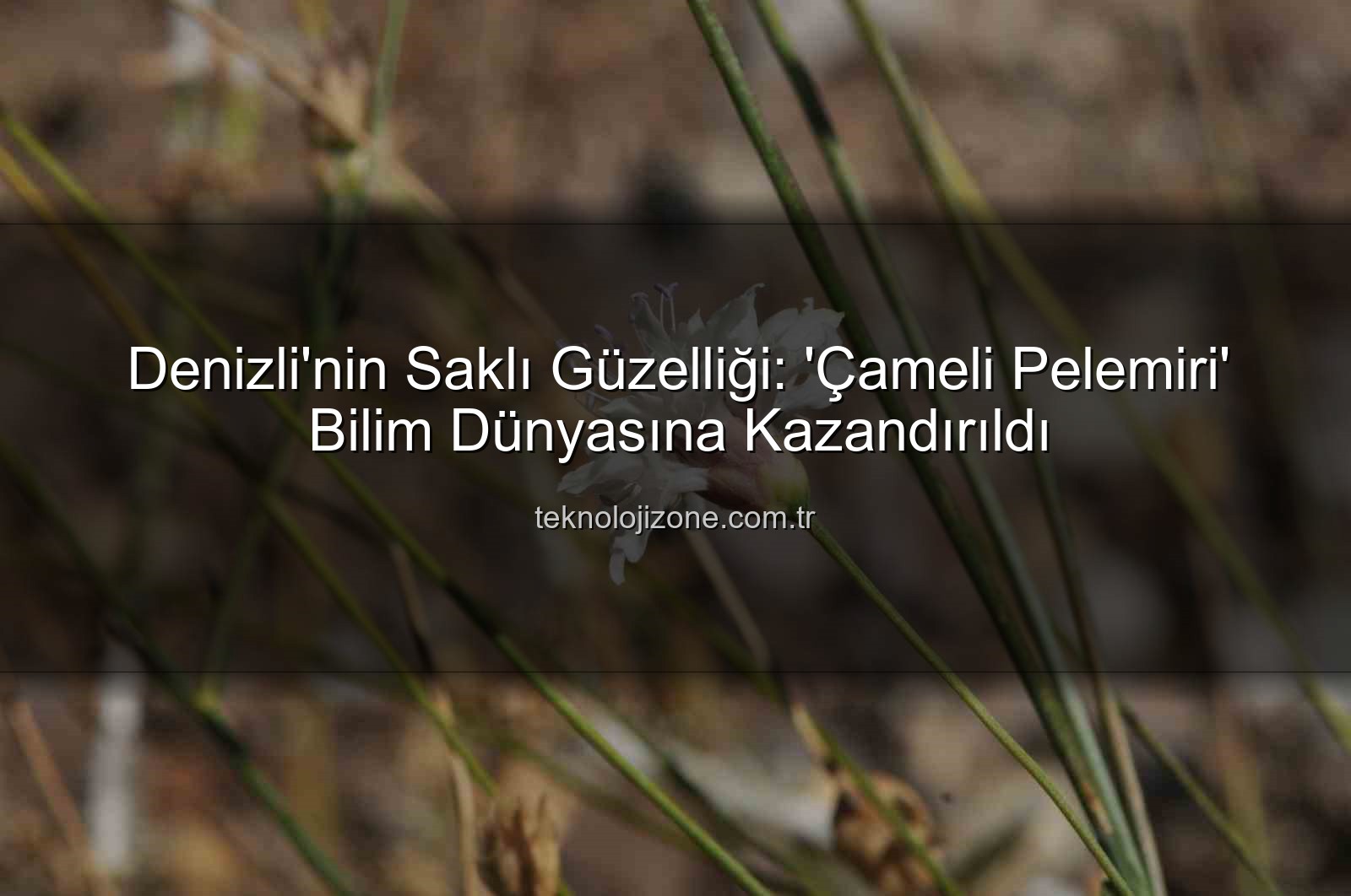 Çameli pelemiri - Denizli'nin Saklı Güzelliği: 'Çameli Pelemiri' Bilim Dünyasına Kazandırıldı