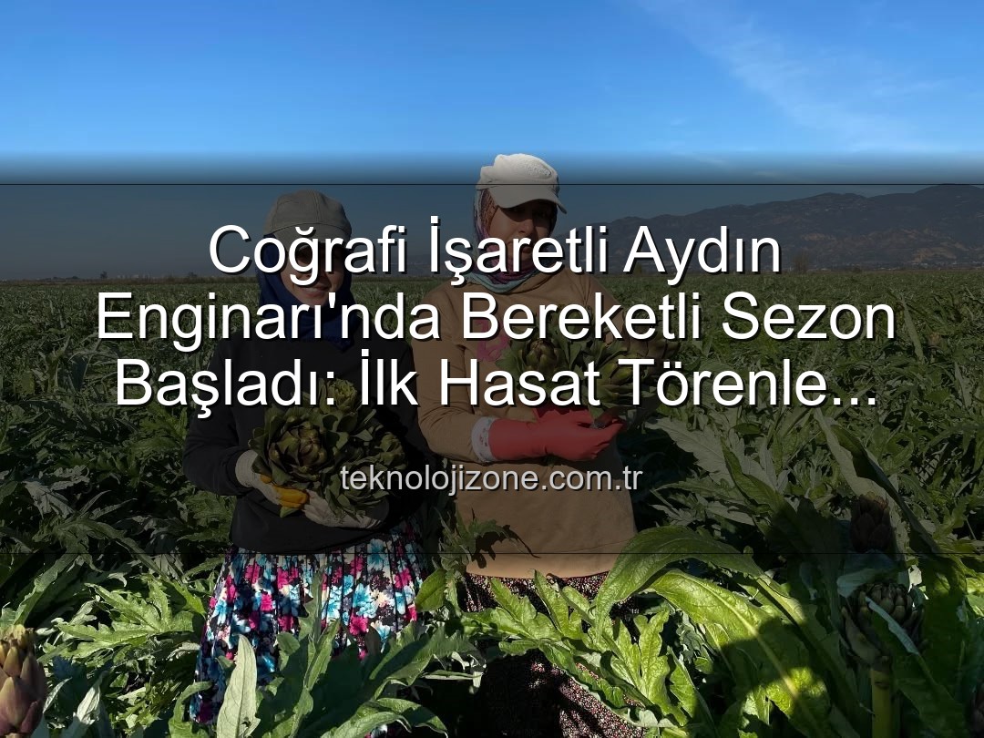 Aydın Enginarı - Coğrafi İşaretli Aydın Enginarı'nda Bereketli Sezon Başladı: İlk Hasat Törenle Yapıldı