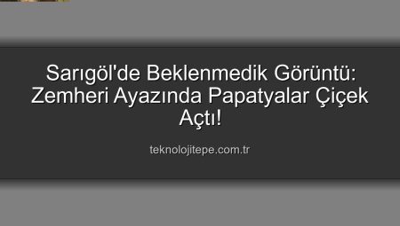 Sarıgöl’de Kış Ortasında Papatya Sürprizi: “Yalancı Bahar” Endişesi