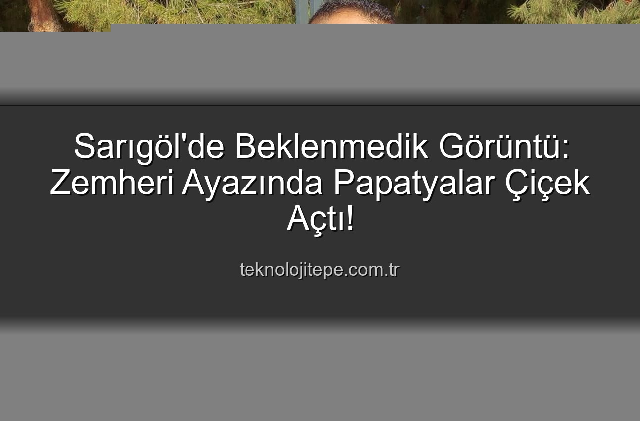 Aralık ayı papatyaları - Sarıgöl'de Kış Ortasında Papatya Sürprizi: "Yalancı Bahar" Endişesi