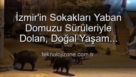 İzmir’in Sokakları Yaban Domuzu Sürüleriyle Dolan, Doğal Yaşam Alanına mı Dönüşüyor?