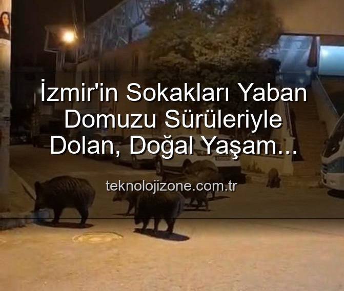 yaban domuzu sürüleri - İzmir'in Sokakları Yaban Domuzu Sürüleriyle Dolan, Doğal Yaşam Alanına mı Dönüşüyor?